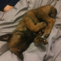 Photo #262736 de Dreams