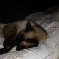 Photo #262742 de GWELEN