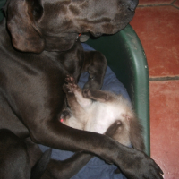 Photo #262743 de GWELEN