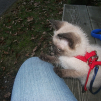 Photo #262744 de GWELEN