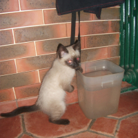 Photo #262749 de GWELEN