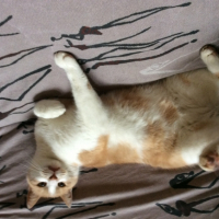 Photo #262754 de Jazz