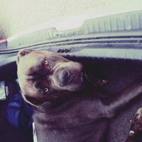 Photo #262888 de Haka