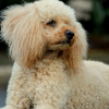 Photo de l'animal n°36894