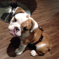 Photo #262952 de Jafar