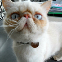 Photo #262975 de Boris