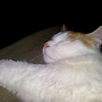Photo #263004 de Blanco