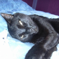Photo #263031 de Noireau