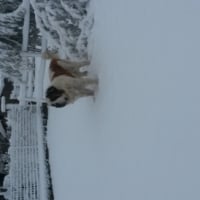 Photo #263123 de domino