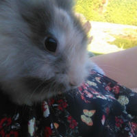 Photo #263124 de Cannelle 