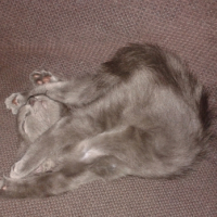 Photo #263125 de nala