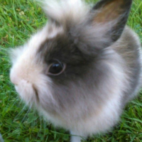 Photo #263127 de Cannelle 