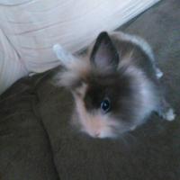 Photo #263128 de Cannelle 