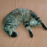 Photo #263229 de haziel