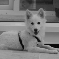 Photo #263230 de Saphyre