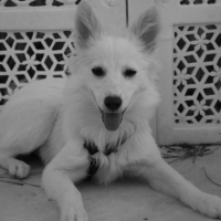 Photo #263232 de Saphyre