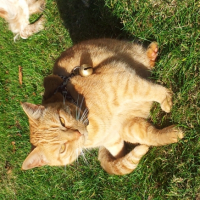 Photo #263233 de vanille