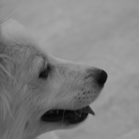 Photo #263234 de Saphyre