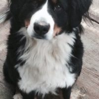 Photo #263292 de Orka