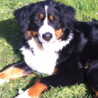 Photo #263308 de Orka