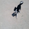 Photo de l'animal n°37150