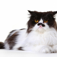 Photo #263359 de Ice