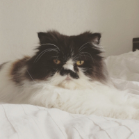 Photo #263365 de Ice