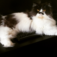 Photo #263366 de Ice