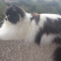 Photo #263370 de Ice