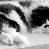 Photo #263371 de Ice