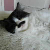 Photo #263372 de Ice