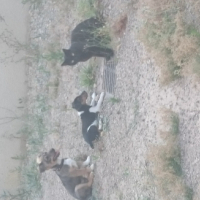 Photo #263399 de Louky