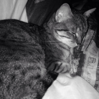 Photo de l'animal n°37179