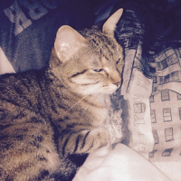Photo #263409 de Grisette