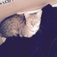 Photo #263410 de Grisette