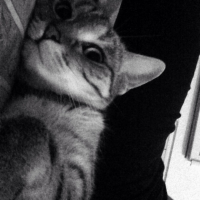 Photo #263411 de Grisette