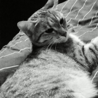 Photo #263412 de Grisette
