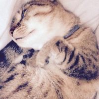 Photo #263413 de Grisette