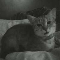 Photo #263414 de Grisette