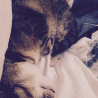 Photo #263417 de Grisette