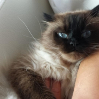 Photo de l'animal n°37187
