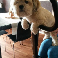 Photo #263451 de Socrate 