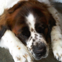 Photo #263453 de Vanille