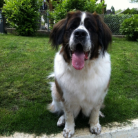 Photo #263454 de Vanille