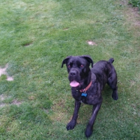 Photo #263455 de Iris 