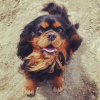 Photo de l'animal n°37201