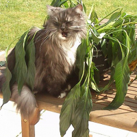 Photo #263605 de pepsy