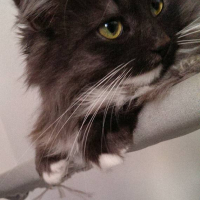 Photo #263606 de pepsy