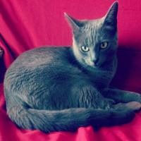 Photo #263629 de Grinette