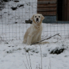 Photo de l'animal n°37297